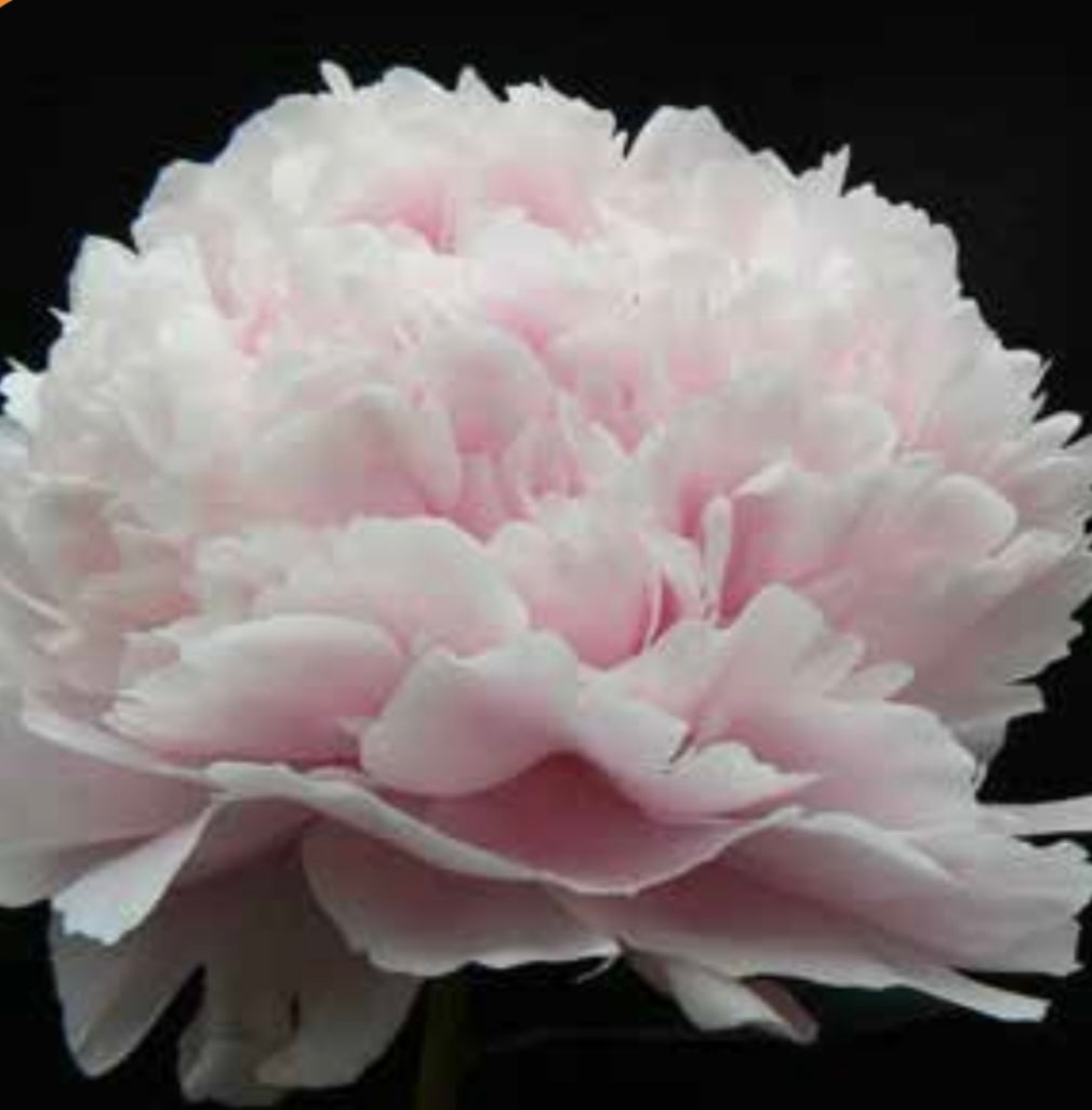 Sarah Bernhardt – Klassisk rosa premium pion (3–5 ögon)