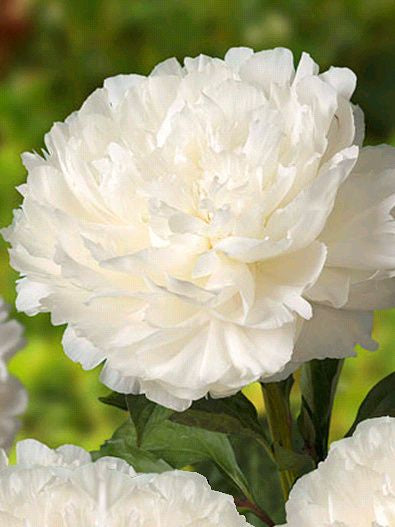 Madame Claude Tain – Elegant vit pion med lyxig känsla (3–5 ögon)