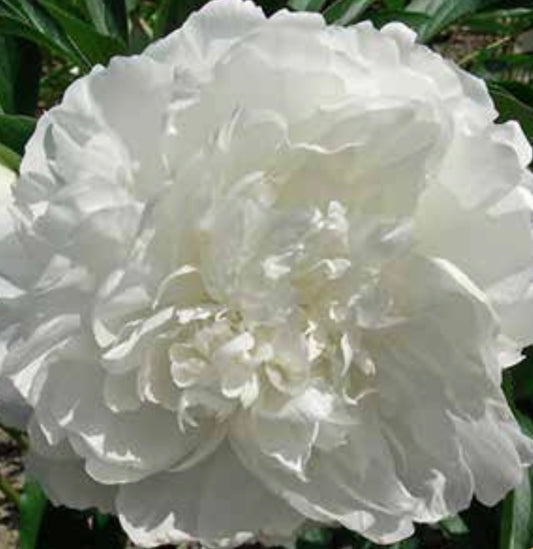 Madame Claude Tain – Elegant vit pion med lyxig känsla (3–5 ögon)