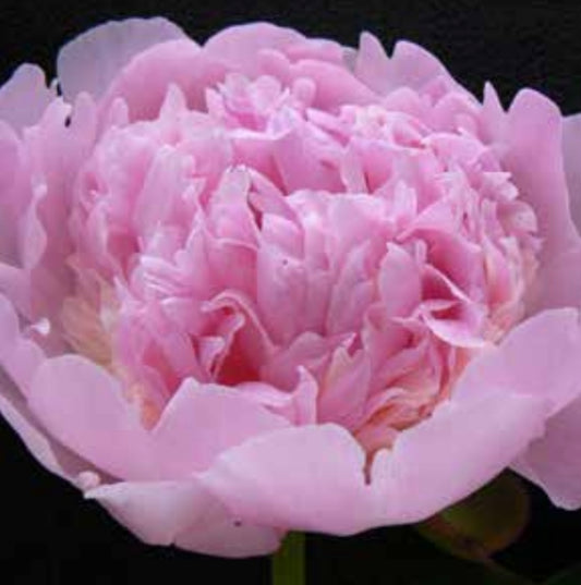 Angel Cheeks – Romantisk ljusrosa pion med mjukt uttryck (3–5 ögon)