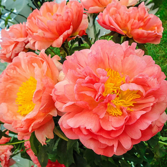 Coral Sunset – Exklusiv pion med färgskiftningar (3–5 ögon)
