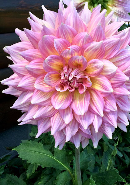 Dahlia ‘Kidd’s Climax’ – Storblommig dinnerplate premium (2 knölar)