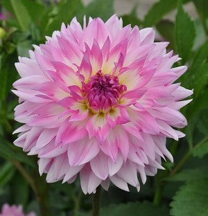 Dahlia ‘Kordessa’ – Exklusiv aprikosrosa premiumdahlia (2 knölar)