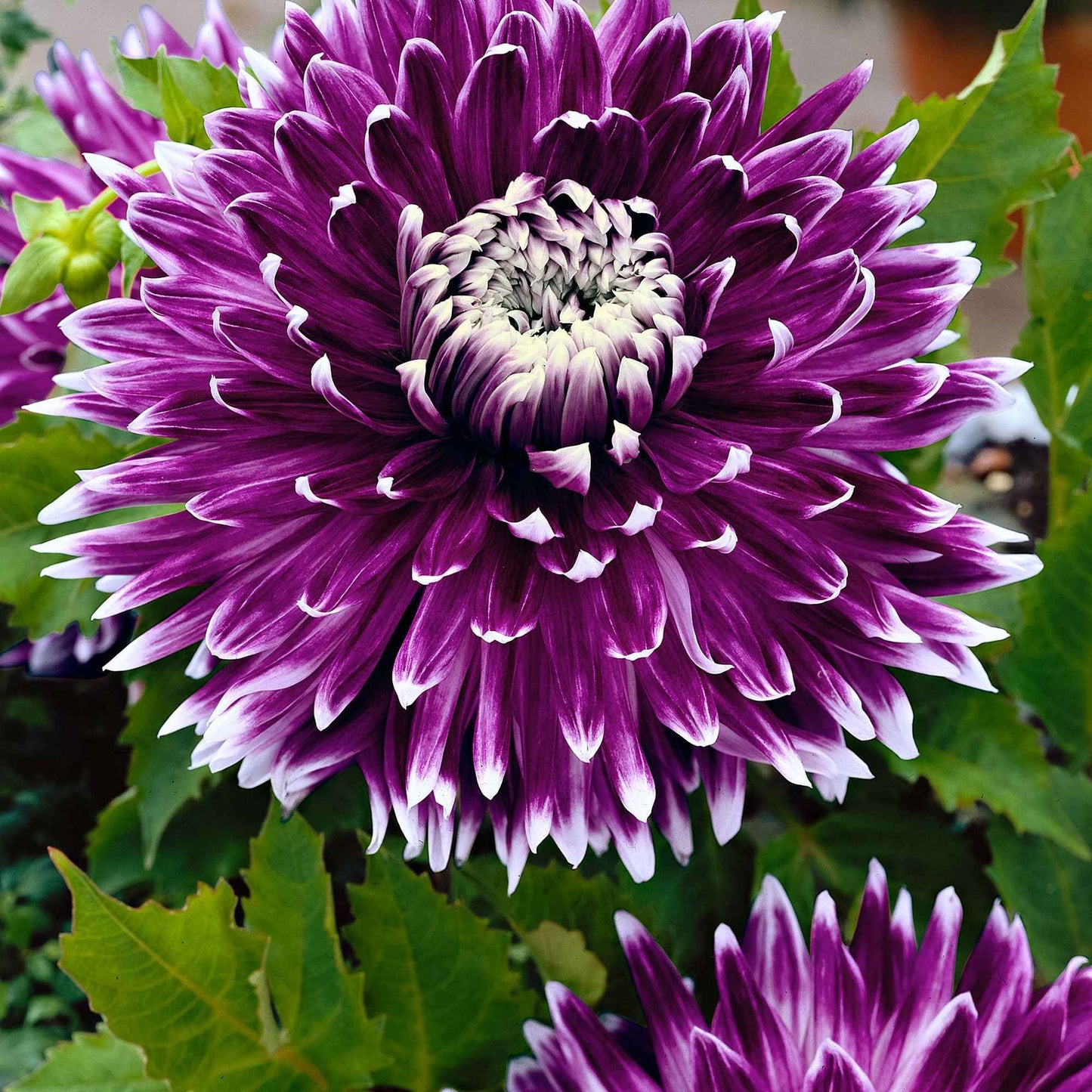 Dahlia ‘Vancouver’ – Lila-vit kontrastdahlia (2 knölar)