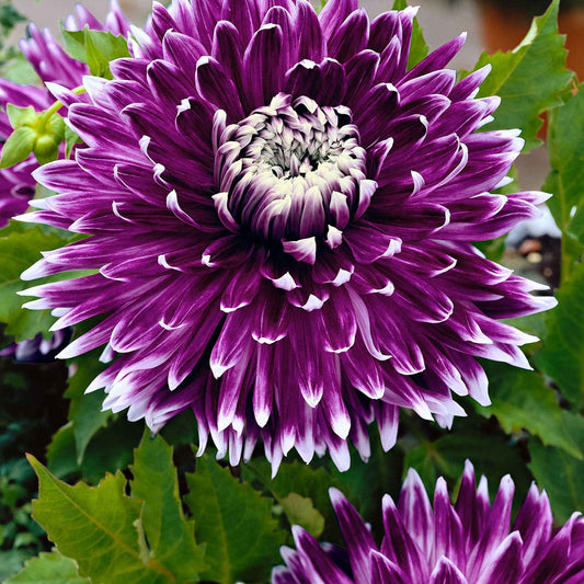 Dahlia ‘Vancouver’ – Lila-vit kontrastdahlia (2 knölar)