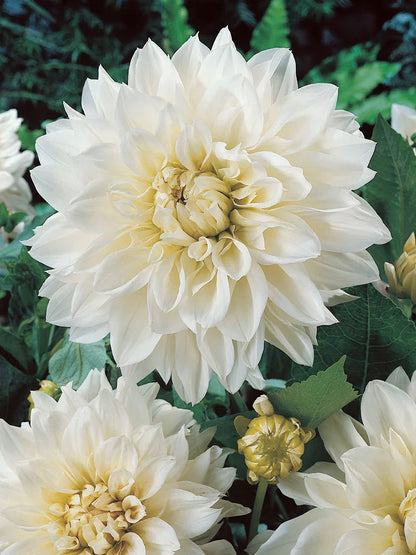 Dahlia ‘White Perfection’ – Elegant vit dekorativ dahlia (2 knölar)