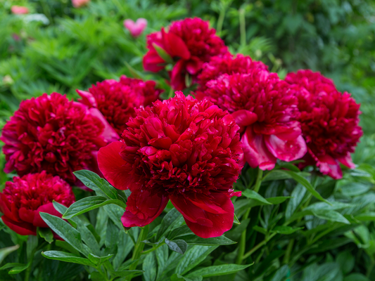 Red Charm – Intensivt röd pion med kraftfull blomning (3–5 ögon)